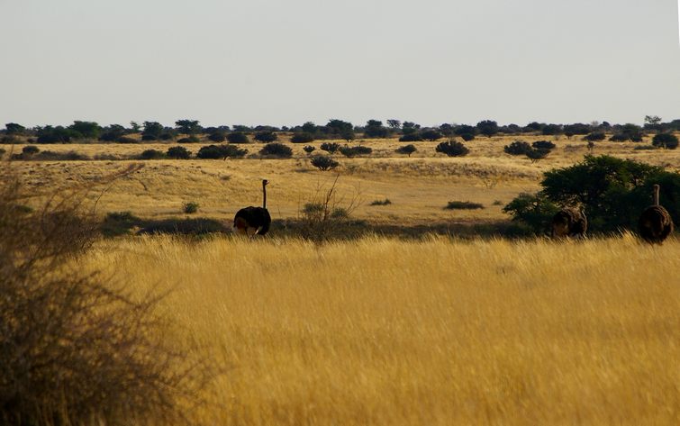 057 Namibia Okt 2006 .JPG